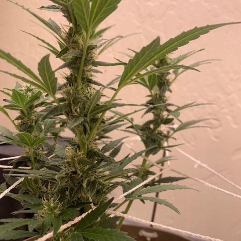 Wedding Cake Automatic growlog timeline photo