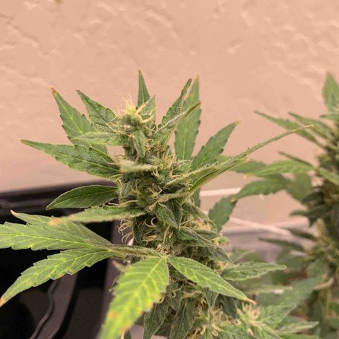 Wedding Cake Automatic growlog timeline photo