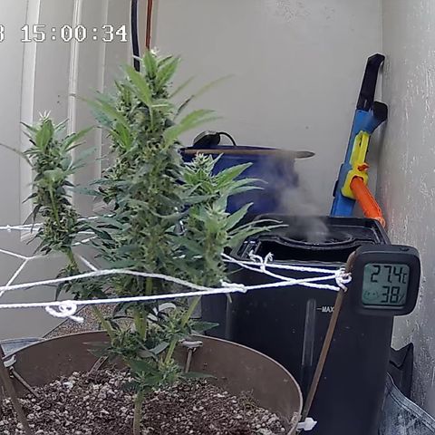 Wedding Cake Automatic growlog photo: rh is higher than that, according to my other hygrometer - 43%
