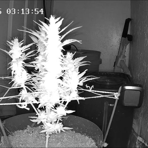 Wedding Cake Automatic growlog timeline photo