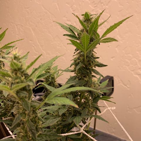 Wedding Cake Automatic growlog timeline photo
