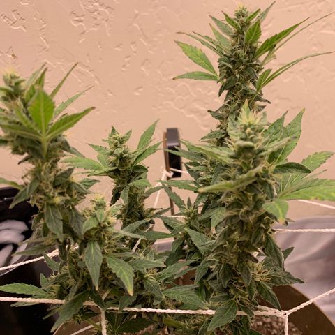 Wedding Cake Automatic growlog timeline photo