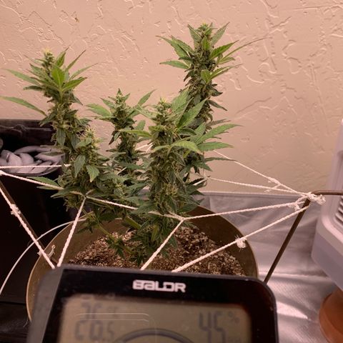 Wedding Cake Automatic growlog timeline photo