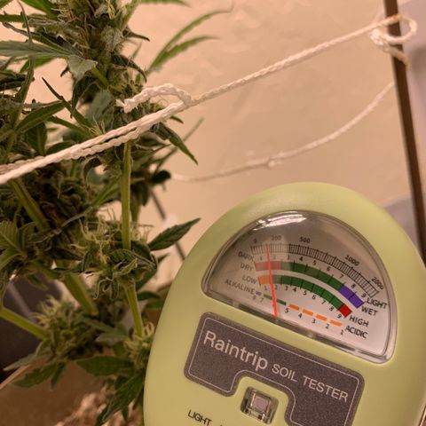 Wedding Cake Automatic growlog photo: 6.1 soil ph