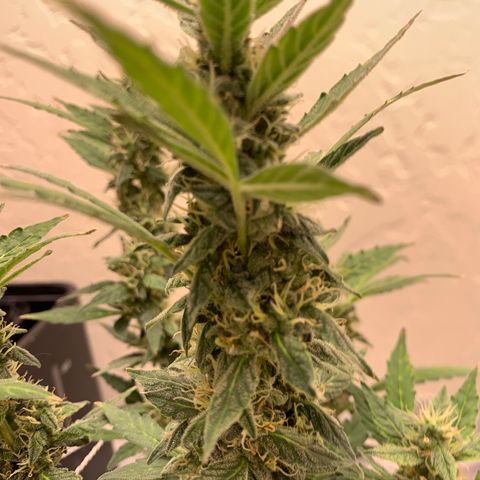 Wedding Cake Automatic growlog timeline photo