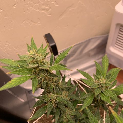 Wedding Cake Automatic growlog timeline photo