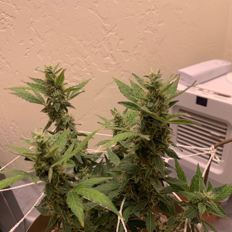 Wedding Cake Automatic growlog photo: few more days to go