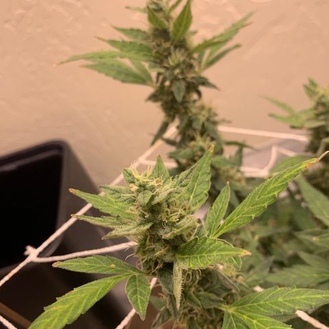 Wedding Cake Automatic growlog photo: few more days to go
