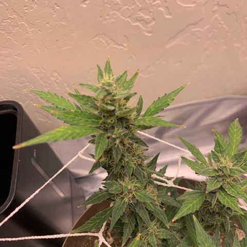 Wedding Cake Automatic growlog photo: few more days to go