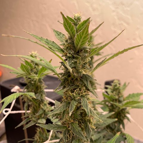 Wedding Cake Automatic growlog timeline photo