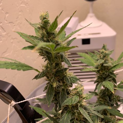 Wedding Cake Automatic growlog timeline photo