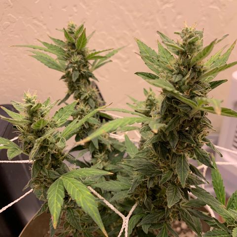 Wedding Cake Automatic growlog timeline photo