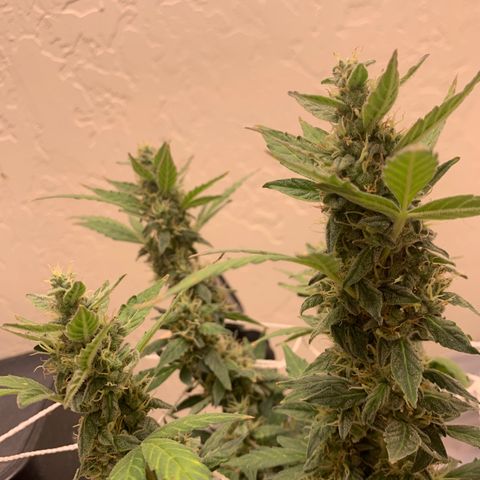 Wedding Cake Automatic growlog timeline photo