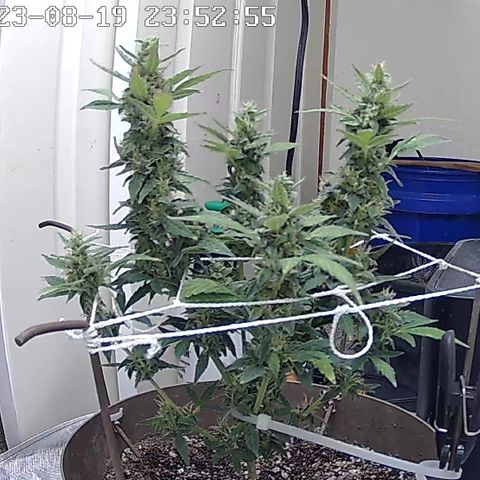 Wedding Cake Automatic growlog timeline photo