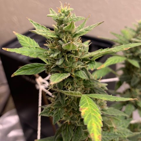 Wedding Cake Automatic growlog timeline photo