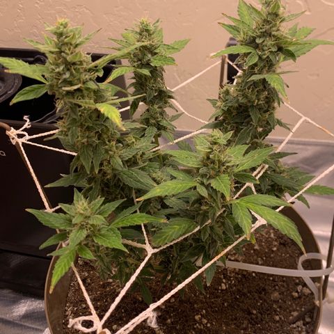 Wedding Cake Automatic growlog timeline photo