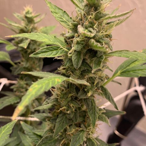 Wedding Cake Automatic growlog timeline photo