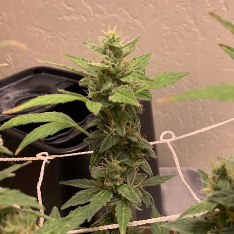 Wedding Cake Automatic growlog timeline photo