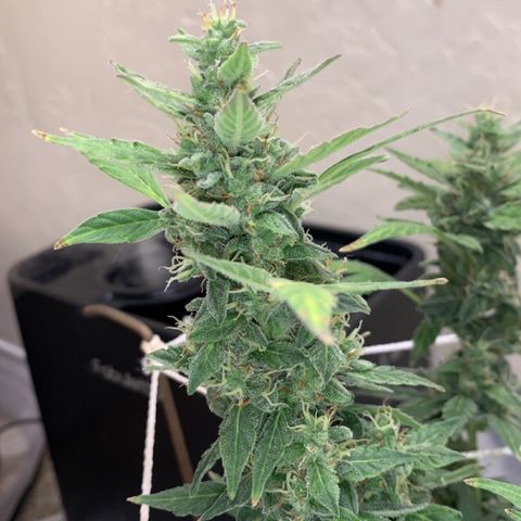 Wedding Cake Automatic growlog timeline photo