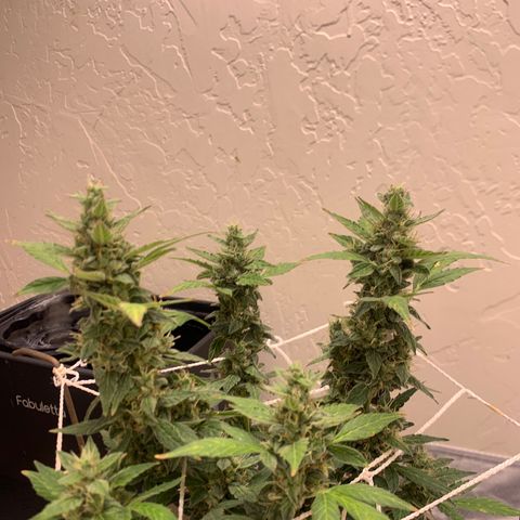 Wedding Cake Automatic growlog timeline photo