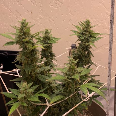 Wedding Cake Automatic growlog timeline photo