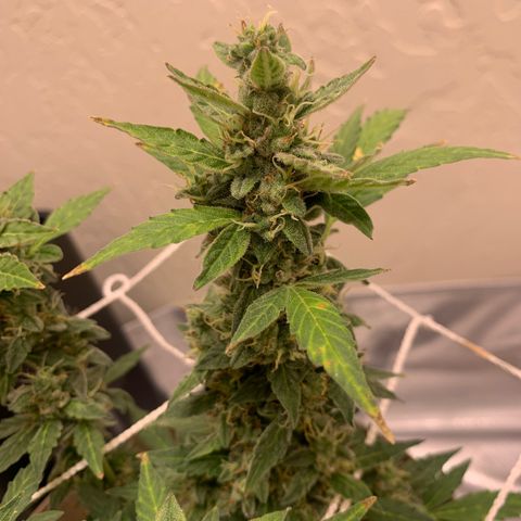 Wedding Cake Automatic growlog timeline photo