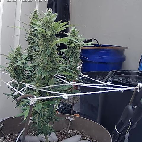 Wedding Cake Automatic growlog timeline photo