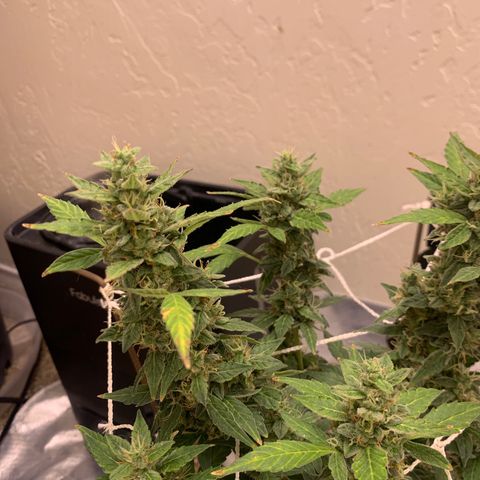 Wedding Cake Automatic growlog timeline photo