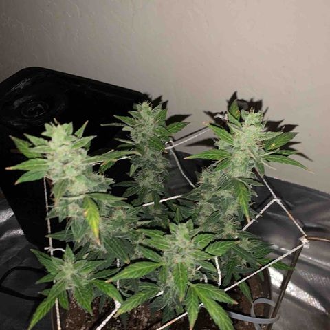 Wedding Cake Automatic growlog timeline photo