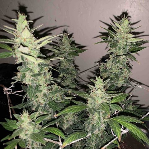 Wedding Cake Automatic growlog timeline photo