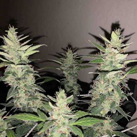 Wedding Cake Automatic growlog timeline photo