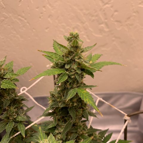 Wedding Cake Automatic growlog timeline photo