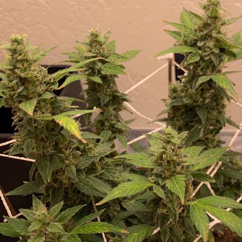 Wedding Cake Automatic growlog timeline photo