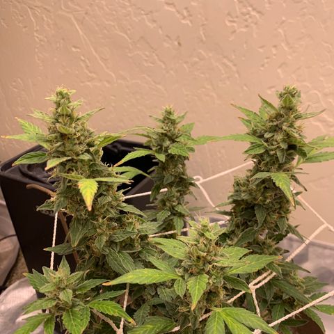 Wedding Cake Automatic growlog timeline photo