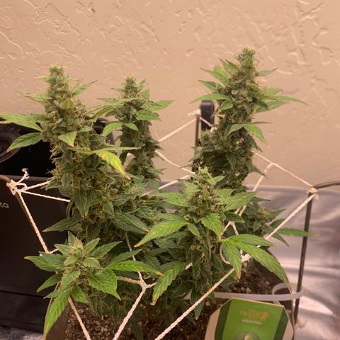 Wedding Cake Automatic growlog timeline photo