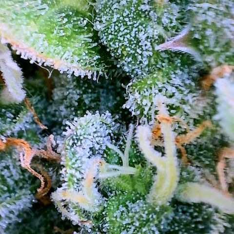 Wedding Cake Automatic growlog timeline photo