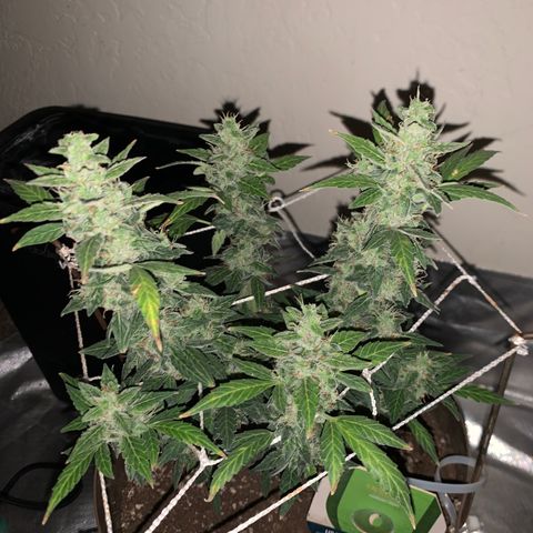 Wedding Cake Automatic growlog timeline photo