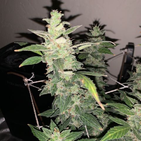 Wedding Cake Automatic growlog timeline photo