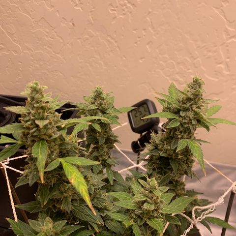 Wedding Cake Automatic growlog timeline photo