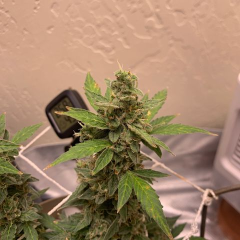 Wedding Cake Automatic growlog timeline photo