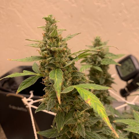 Wedding Cake Automatic growlog timeline photo