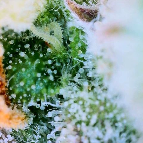Wedding Cake Automatic growlog timeline photo