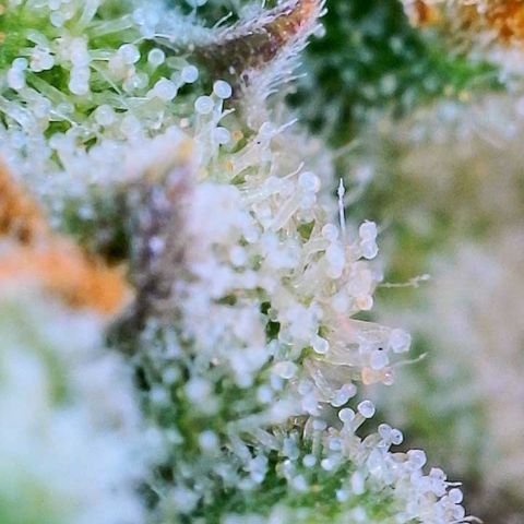 Wedding Cake Automatic growlog timeline photo