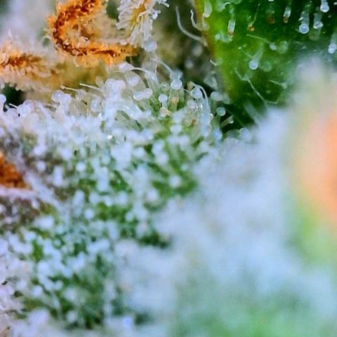 Wedding Cake Automatic growlog timeline photo