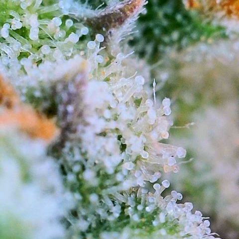 Wedding Cake Automatic growlog timeline photo