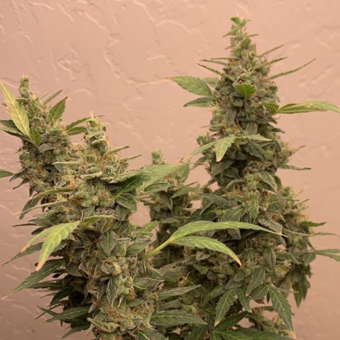 Wedding Cake Automatic growlog timeline photo