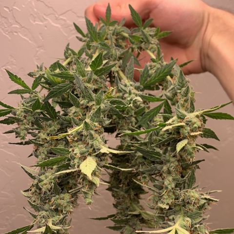 Wedding Cake Automatic growlog timeline photo