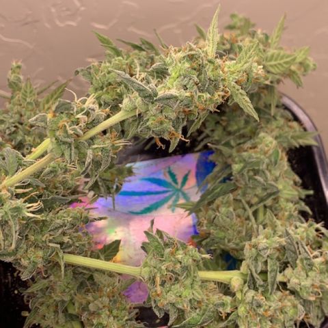 Wedding Cake Automatic growlog timeline photo
