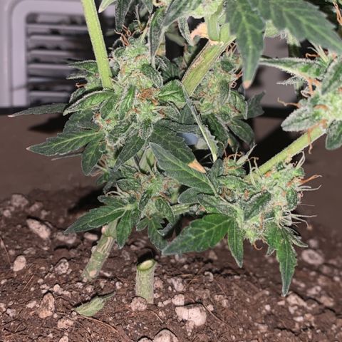 Wedding Cake Automatic growlog timeline photo