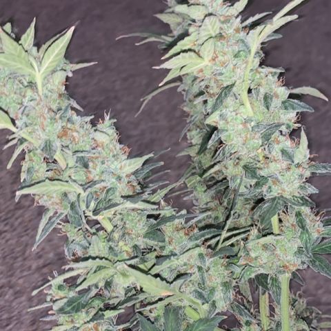 Wedding Cake Automatic growlog timeline photo